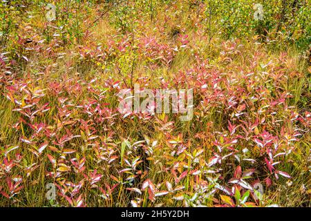 Feuilles de chèvrefeuille dans le sous-étage de la forêt d'Aspen avec de la neige fraîche à Muleshoe, parc national Banff, Alberta, Canada Banque D'Images