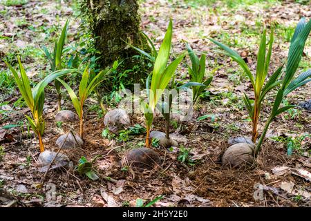 Reboisement dans la forêt amazonienne, cococotier et arbres indigènes. Banque D'Images