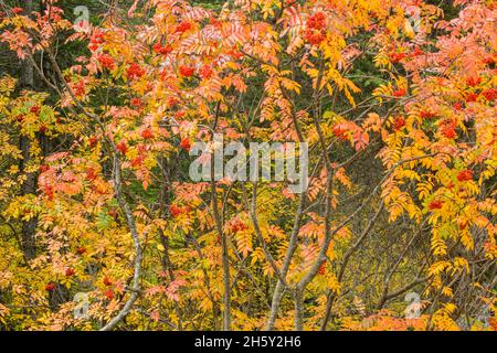 Ash des montagnes Rocheuses (Sorbus scopulina) automne à Emerald Lake, parc national Yoho, C.-B., Canada Banque D'Images