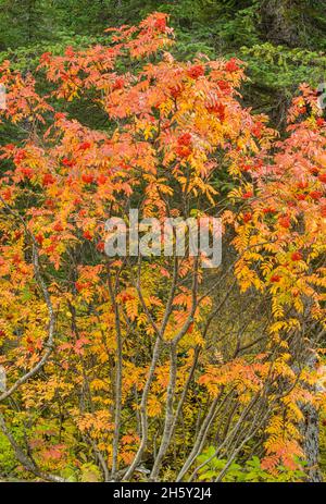 Ash des montagnes Rocheuses (Sorbus scopulina) automne à Emerald Lake, parc national Yoho, C.-B., Canada Banque D'Images