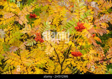 Ash des montagnes Rocheuses (Sorbus scopulina) automne à Emerald Lake, parc national Yoho, C.-B., Canada Banque D'Images