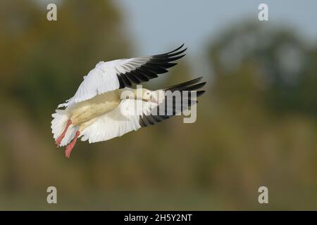 Ross's Goose (Anser rossii) 05 novembre 2021 Colusa County California USA Banque D'Images