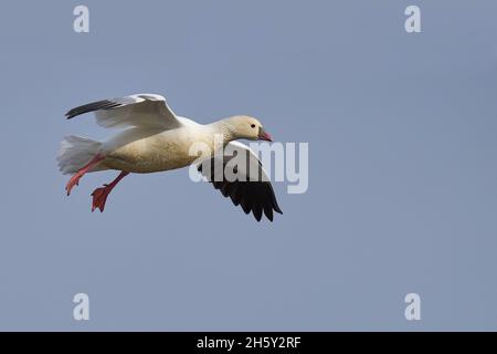 Ross's Goose (Anser rossii) 05 novembre 2021 Colusa County California USA Banque D'Images