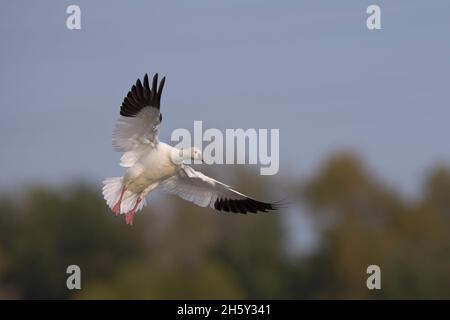 Ross's Goose (Anser rossii) 05 novembre 2021 Colusa County California USA Banque D'Images