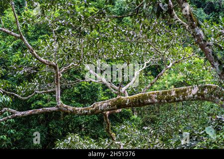 Arbre Ojé, Ficus Insifida. Banque D'Images