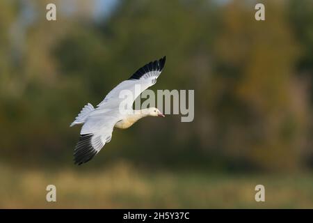 Ross's Goose (Anser rossii) 05 novembre 2021 Colusa County California USA Banque D'Images