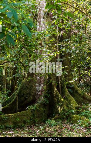 Arbre Ojé, Ficus Insifida. Banque D'Images