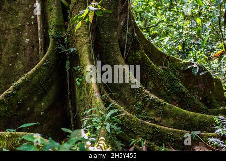Arbre Ojé, Ficus Insifida. Banque D'Images