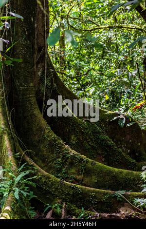 Arbre Ojé, Ficus Insifida. Banque D'Images
