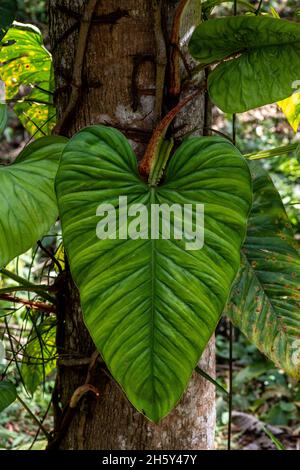 feuille amazonienne dans la jungle Banque D'Images