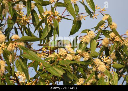 Les pourritures de Swift en danger critique se nourrissant dans les eucalyptus d'acajou de marais dans la nature en Nouvelle-Galles du Sud, Australie (Lathamus discolor) Banque D'Images