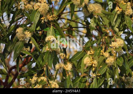 Les pourritures de Swift en danger critique se nourrissant dans les eucalyptus d'acajou de marais dans la nature en Nouvelle-Galles du Sud, Australie (Lathamus discolor) Banque D'Images