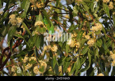 Les pourritures de Swift en danger critique se nourrissant dans les eucalyptus d'acajou de marais dans la nature en Nouvelle-Galles du Sud, Australie (Lathamus discolor) Banque D'Images