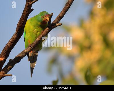 Swift Parrot en danger critique d'extinction dans la nature en Nouvelle-Galles du Sud, Australie (Lathamus discolor) Banque D'Images