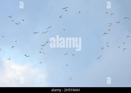 Un troupeau de Swift Parrot en danger critique de disparition en vol en Nouvelle-Galles du Sud, en Australie (Lathamus discolor) Banque D'Images