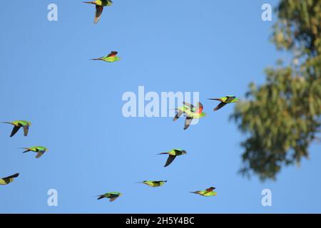 Un troupeau de Swift Parrot en danger critique de disparition en vol en Nouvelle-Galles du Sud, en Australie (Lathamus discolor) Banque D'Images