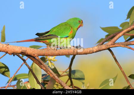 En danger critique, Swift Parrot se promus le long d'une succursale en Nouvelle-Galles du Sud, en Australie (Lathamus discolor) Banque D'Images