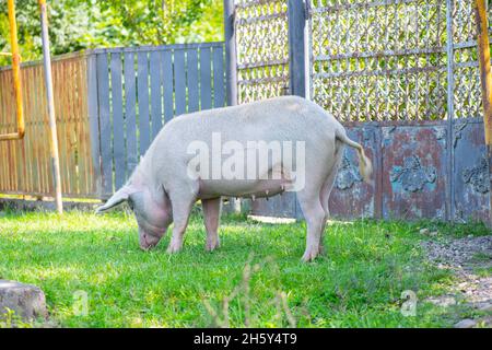 porc domestique marchant autour de la cour et mangeant de l'herbe Banque D'Images