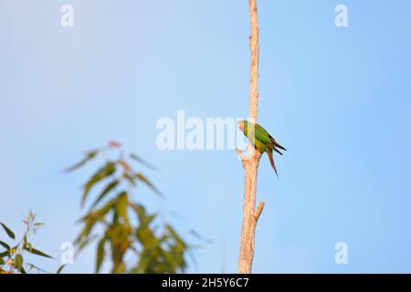 Un perroquet véloce en danger critique perché sur une branche d'arbre dans la nature en Nouvelle-Galles du Sud, Australie (Lathamus discolor) Banque D'Images