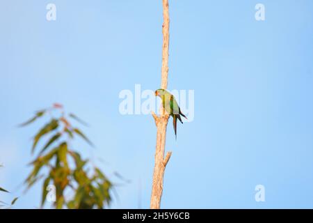 Un perroquet véloce en danger critique perché sur une branche d'arbre dans la nature en Nouvelle-Galles du Sud, Australie (Lathamus discolor) Banque D'Images