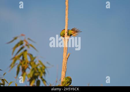 Un perroquet véloce en danger critique perché sur une branche d'arbre dans la nature en Nouvelle-Galles du Sud, Australie (Lathamus discolor) Banque D'Images