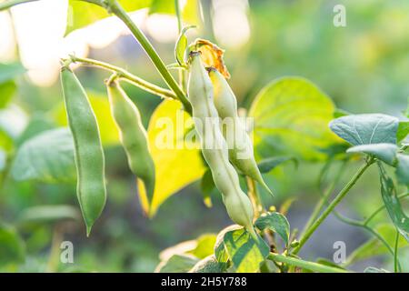 Fève verte impériale dans le jardin de plus en plus Longood Banque D'Images