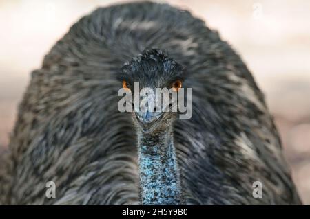 Gros plan d'un émeu (Dromaius novaehollandiae), le plus grand oiseau d'Australie et le deuxième plus grand oiseau du monde.L'emus peut peser 40 kg Banque D'Images