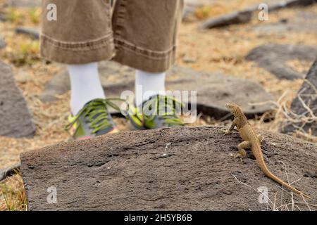 Tourisme se tenant près d'un lézard de lave sans peur, parc national des îles Galapagos, île d'Espanola (Hood), Equateur Banque D'Images