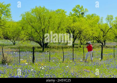 Les fleurs sauvages le long de l'Art Hedwigs Hill Road, Mason County, Texas, USA Banque D'Images