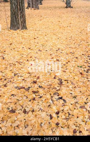 Une composition simple mais élégante un tapis de litière de feuilles dorées et des troncs d'arbre de l'arbre de Maidenhair, le plus ancien arbre sur terre à Nijo à Kyoto, au Japon. Banque D'Images