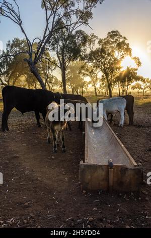 Matin froid et brumeux sur une propriété de l'ouest du Queensland avec une foule de bétail venant pour une alimentation d'une gouttière d'alimentation en béton dans l'Outback de l'Australie. Banque D'Images