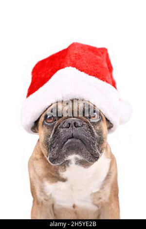 Chien du Père Noël.Bulldog français portant un chapeau de Noël rouge devant un fond blanc Banque D'Images