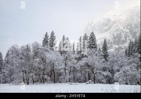 Une nouvelle couverture de neige fraîche couvre la vallée de Yosemite à Cook Meadow après une tempête de nuit, parc national de Yosemite, Californie, États-Unis. Banque D'Images