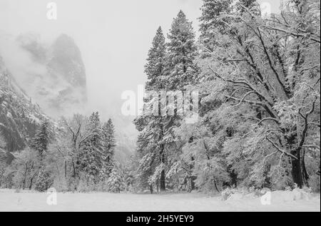 Une nouvelle couverture de neige fraîche couvre la vallée de Yosemite à Cook Meadow après une tempête de nuit, parc national de Yosemite, Californie, États-Unis. Banque D'Images