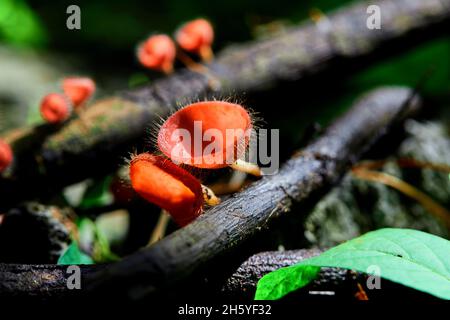 Gros plan sur la tasse champignon rouge Banque D'Images