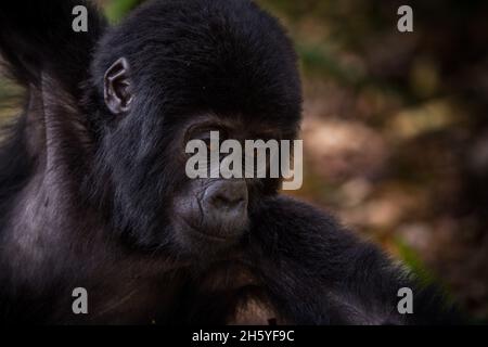 Septembre 2017.Gorilles avec le groupe Rushegura dans le parc national impénétrable de Biwindi.Ce groupe a été l'un des premiers dans la région habituée pour le tourisme de suivi de gorille.Parc national impénétrable de Bwindi, Ouganda. Banque D'Images