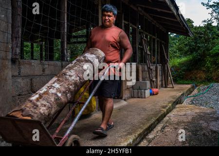 Juillet 2017.Enersto Bagiwan, ouvrier agricole de la pépinière de la Kalahan Educational Foundation (KEF) au-dessus de la ville, déplace les billes utilisées pour la culture des champignons shitaki.Imugan, Nueva Vizcaya, Philippines. Banque D'Images