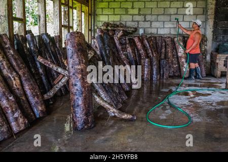 Juillet 2017.Enersto Bagiwan, travailleur agricole à la pépinière de la Kalahan Educational Foundation (KEF) au-dessus de la ville, billes d'eau utilisées pour la culture de champignons shitaki.Imugan, Nueva Vizcaya, Philippines. Banque D'Images