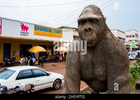 Septembre 2017.Les gorilles sont l'attraction principale et un moteur énorme de l'économie dans le sud de l'Ouganda, avec des permis de passer juste une heure dans la forêt avec eux coûtant 600 dollars US par personne.Kabale, Ouganda. Banque D'Images