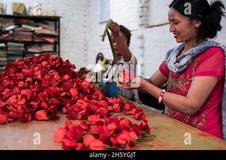 Octobre 2017.Papier d'écorce de lokta fleurs de rhododendron en train d'être fait pour Aveda à Himalayan Bio Trade Pvt.Ltd. Katmandou, Népal. Banque D'Images