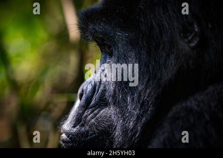 Septembre 2017.Gorilles avec le groupe Rushegura dans le parc national impénétrable de Biwindi.Ce groupe a été l'un des premiers dans la région habituée pour le tourisme de suivi de gorille.Parc national impénétrable de Bwindi, Ouganda. Banque D'Images