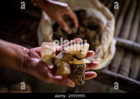 Juillet 2017.Gros plan de la résine d'Almacega (Agathis philippinensis) est l'un des principaux produits forestiers non ligneux qui sont à l'origine de l'économie locale.Kayasan, Barangay Tagabinet, Palawan, Philippines. Banque D'Images