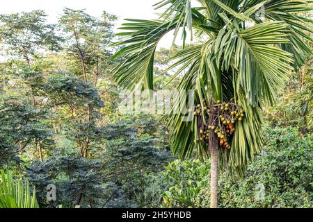 Noix de bétel fraîches bio poussant sur l'arbre dans la forêt Banque D'Images