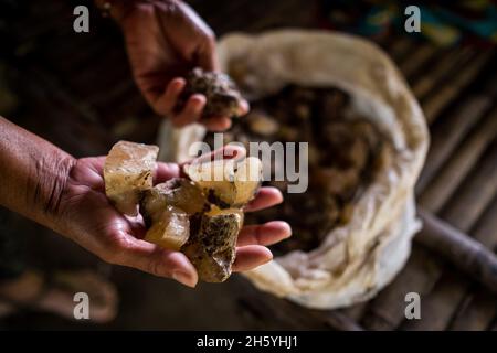 Juillet 2017.Gros plan de la résine d'Almacega (Agathis philippinensis) est l'un des principaux produits forestiers non ligneux qui conduisent l'économie locale; Kayasan, Barangay Tagabinet, Palawan, Philippines. Banque D'Images