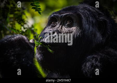 Septembre 2017.Gorilles avec le groupe Rushegura dans le parc national impénétrable de Biwindi.Ce groupe a été l'un des premiers dans la région habituée pour le tourisme de suivi de gorille.Parc national impénétrable de Bwindi, Ouganda. Banque D'Images