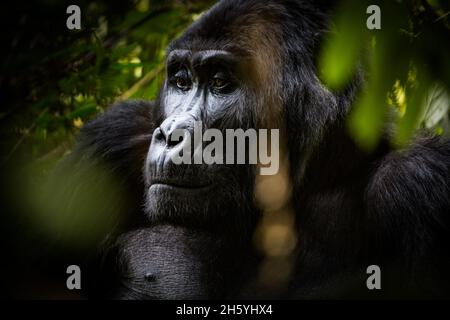 Septembre 2017.Gorilles avec le groupe Rushegura dans le parc national impénétrable de Biwindi.Ce groupe a été l'un des premiers dans la région habituée pour le tourisme de suivi de gorille.Parc national impénétrable de Bwindi, Ouganda. Banque D'Images