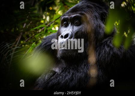 Septembre 2017.Gorilles avec le groupe Rushegura dans le parc national impénétrable de Biwindi.Ce groupe a été l'un des premiers dans la région habituée pour le tourisme de suivi de gorille.Parc national impénétrable de Bwindi, Ouganda. Banque D'Images