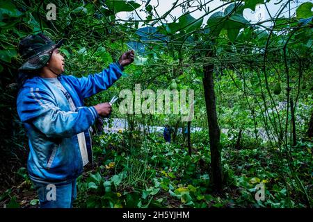 Juillet 2017.Sayote, connu localement sous le nom de « Green Gold », est une culture de plus en plus populaire qui remplace des cultures plus traditionnelles et moins lucratives comme le camote (un potatoe sucré).Sayote est plantée sur des coteaux dégagés sous des treillis à fils bas.Non seulement la méthode exige le défrichement de la forêt, mais elle peut également conduire à des glissements de terrain dévastateurs en période de fortes pluies ou de tremblements de terre, qui sont tous deux communs dans la région.Malico, Nueva Vizcaya, Philippines. Banque D'Images