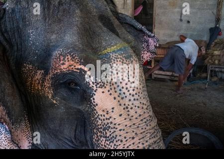 Novembre 2017.Préparer des éléphants avec des selles pour des safari dans la jungle pour voir des rhinocéros et des tigres dans la zone tampon de Bagmara, une pratique qui a beaucoup fait pour impliquer la communauté locale dans des activités lucratives avec des résultats favorables à la conservation, mais que les groupes de défense des droits des animaux et de plus en plus de touristes réguliers, s'opposent.Sauraha, district de Chitwan, Népal. Banque D'Images