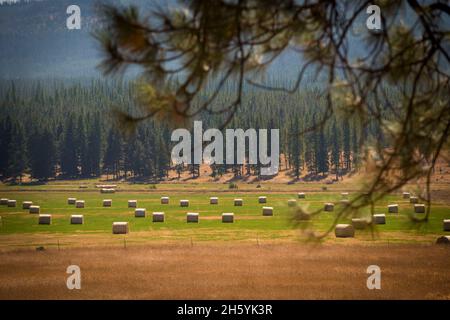 Un hayfield dans le nord-ouest du Montana.Comté de Flathead, Montana.Août 2017. Banque D'Images